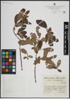 Foto von Salix atrocinerea Brot.